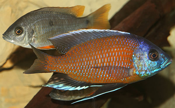 Copadichromis borleyi red fin Kadango-male